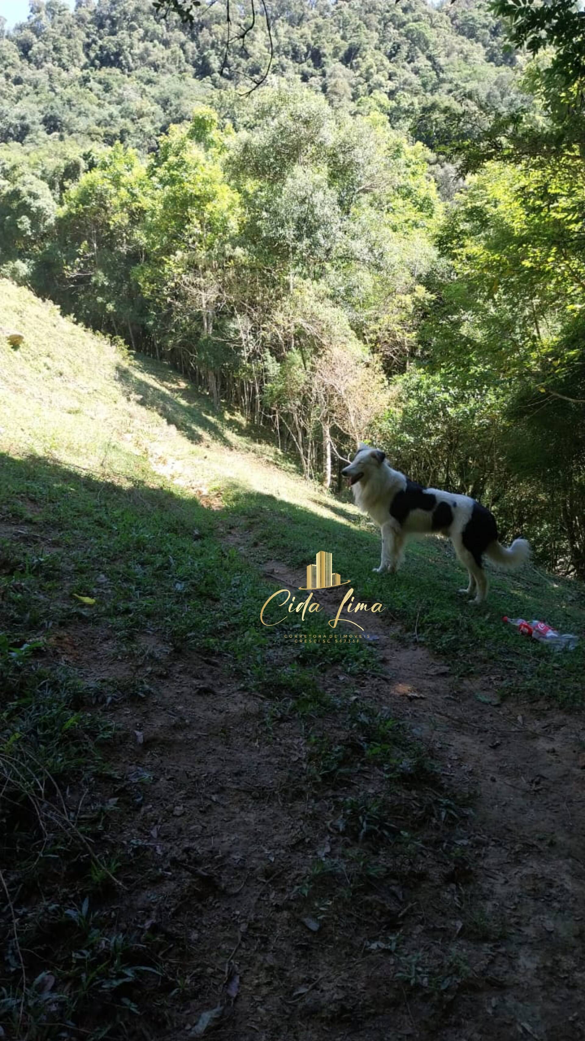 Sítio, 3 quartos, 12 hectares - Foto 11