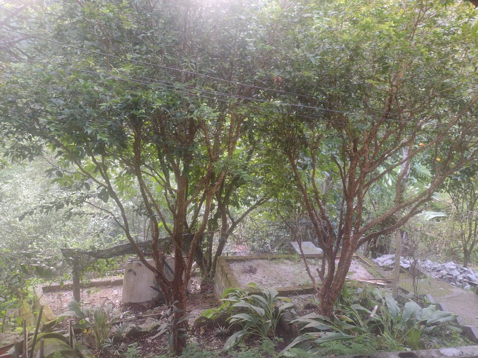 Sítio, 3 quartos, 800 m² - Foto 22