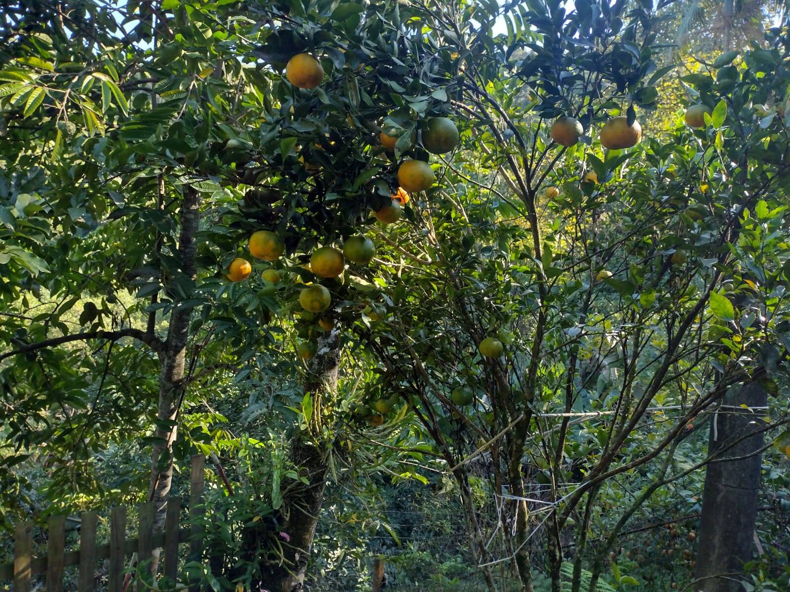 Sítio, 3 quartos, 800 m² - Foto 23