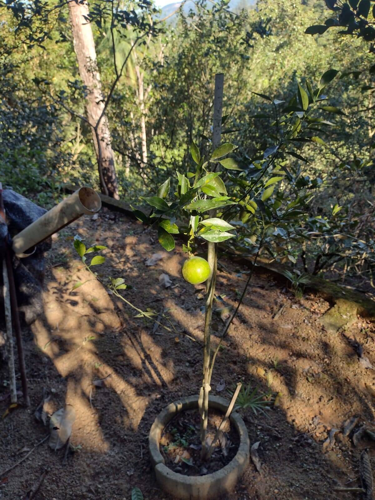 Sítio, 3 quartos, 800 m² - Foto 17