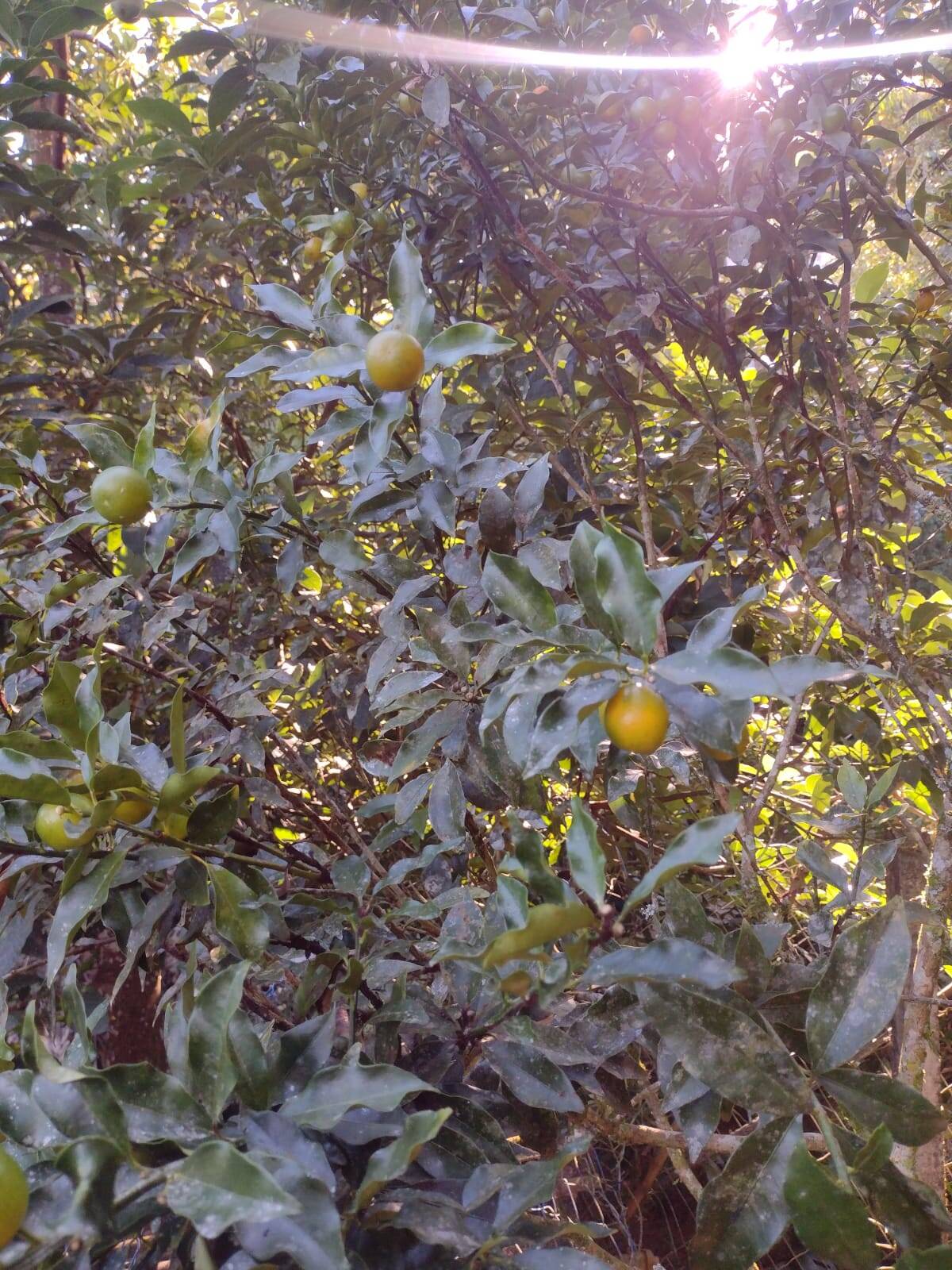 Sítio, 3 quartos, 800 m² - Foto 18