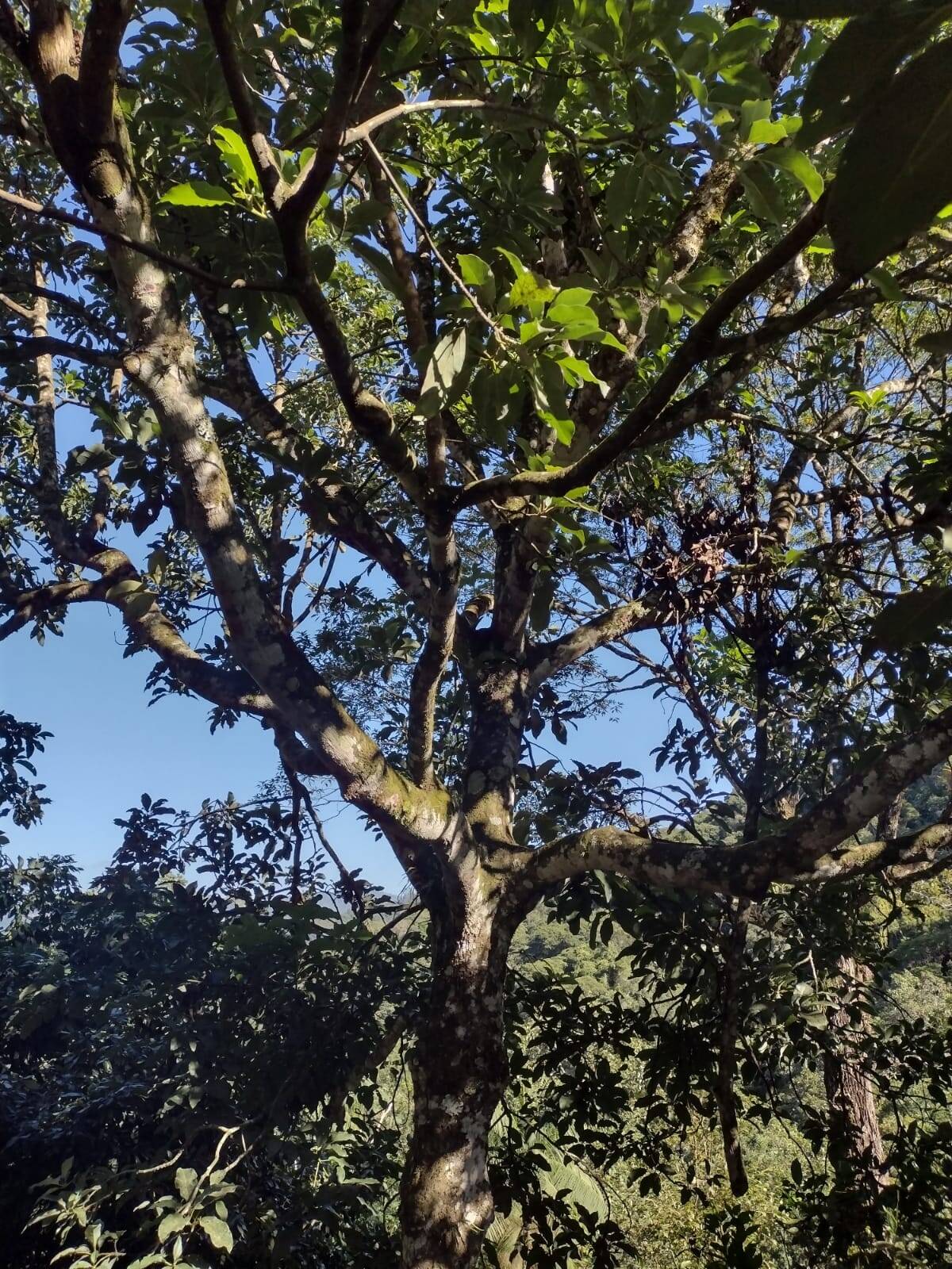 Sítio, 3 quartos, 800 m² - Foto 21