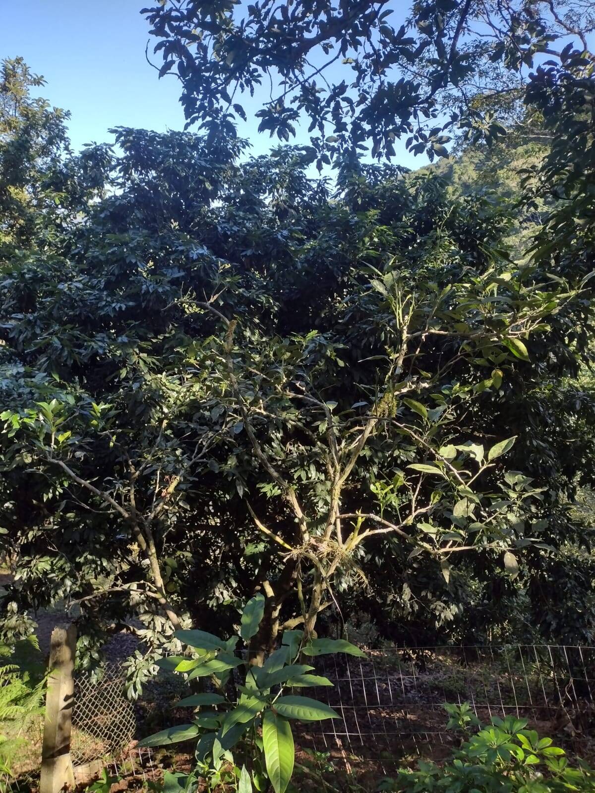 Sítio, 3 quartos, 800 m² - Foto 24