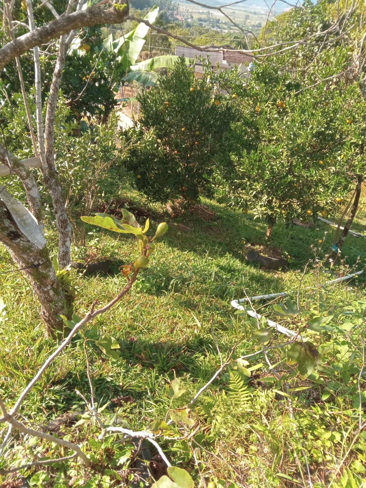 Sítio, 2 quartos, 2000 m² - Foto 8