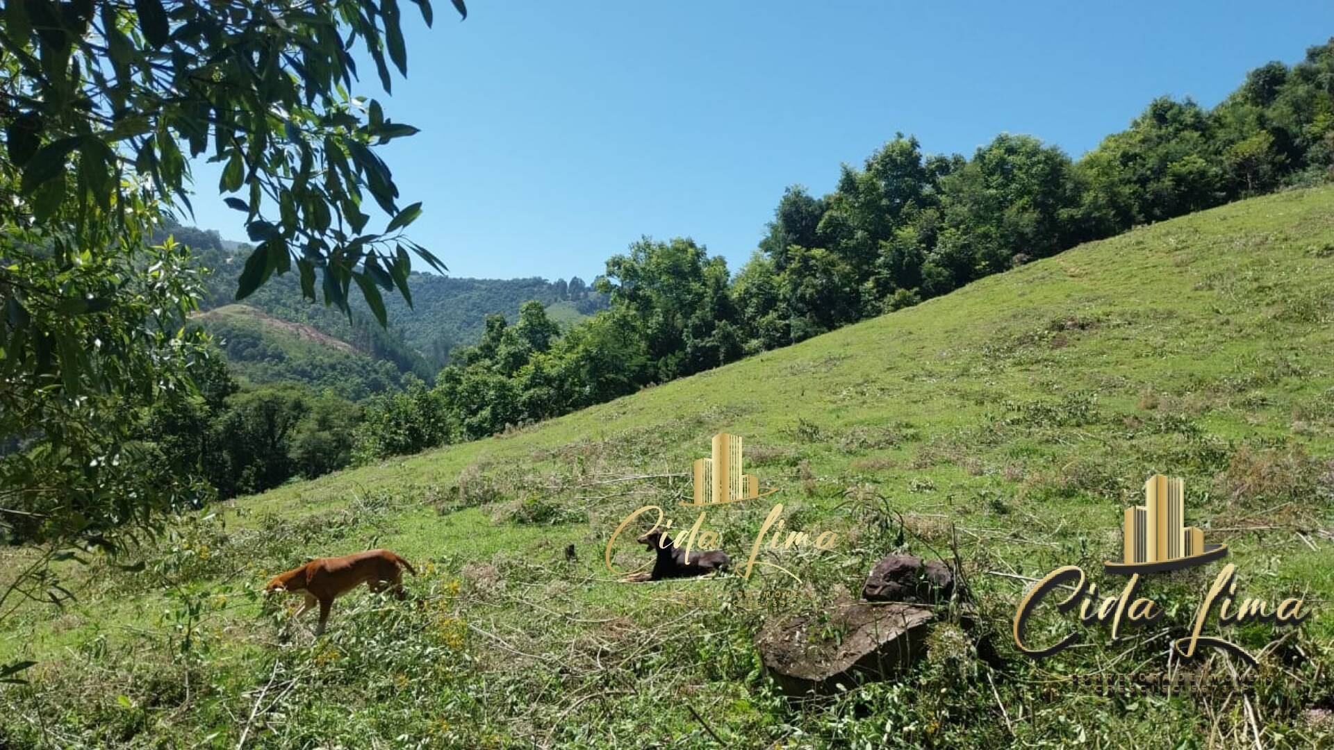 Sítio, 3 quartos, 12 hectares - Foto 4